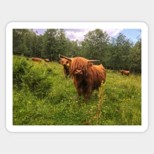 Scottish Highland Cattle Calf 2031 Sticker